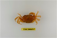 藏品(南澳澤蟹)的圖片